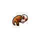 pet