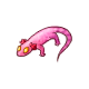 pet