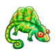 pet
